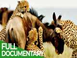 یوزپلنگ: سریعترین شکارچیان آفریقا | مستند طبیعت حیات وحش