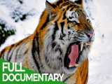 حیوانات وحشی شکارچیان: ببر ، شیر ، پلنگ و جگوار - 4 گربه بزرگ | مستند حیات وحش