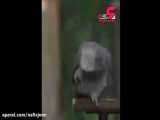 طوطی کاسکو باهوش ترین یکی طوطی های جهان
