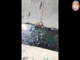 نجات سگ ضعیف و وحشت زده از کانال آب