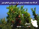 انار تنگه سیاب کوهدشت لرستان یکی از مرغوب‌ترین انارهای ایران