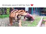 animal