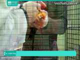 آموزش تربیت طوطی | طوطی سخنگو | کاسکو | عروس هلندی ( درمان طوطی بیمار )