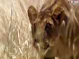جنگ و جدال شیرها و بوفالوها و کفتارها در حیات وحش افریقا