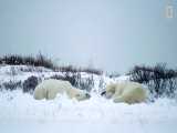 راز بقا - مبارزه حیوانات - کلوب مشت زنی خرس های قطبی