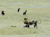 حیات وحش، حمله شیر نر به شکار کفتارها