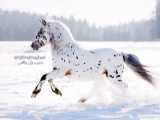 مستند حیات وحش :: نمونه ایی از اسب های زیبای جهان