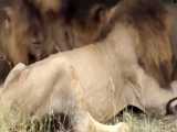 مستند حیات وحش:: شکار شیرها و کروکودیل ها