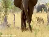 فیل قدرتمد ترین مادر بین حیوانات - جنگ و نبرد خونین حیوانات