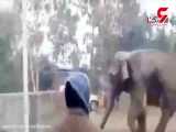 حمله فیل خشمگین به خانه های اهالی یک روستا