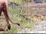 مستند حیات وحش | نبرد شیرها با کروکودیل و کفتارها