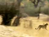 راز بقا - مبارزه مرگبار حیوانات وحشی - شکار میمون توسط یوزپلنگ