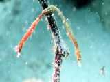 سوزن‌ماهی کوچک شمالی: Acentronura tentaculata