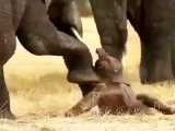 تلاش بچه فیل برای راه رفتن