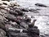 شکار فوک دریایی توسط کوسه ها