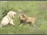 درگیری وحشیانه بین شیرها