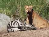 حیات وحش، حمله شیرها برای شکار گورخر