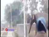حمله فیل خشمگین به خانه‌های اهالی یک روستا
