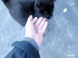 گربه سیاه در یک روز سرد میو میو می کند
