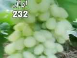 خرید و فروش نهال انگور حسینی،فخری،کشمشی،خلیلی،... آرال نهال میاندوآب.