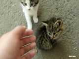 بچه گربه های کوچک کوچک در خیابان