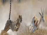 شکار آهو توسط یوزپلنگ شکار ایمپالا توسط یوزپلنگ