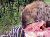 حیات وحش، بی رحم ترین شکار گورخر توسط کفتارها
