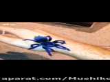 تارانتولای آبی برزیلی(pterinopelma sazimai)-یکی ازخیره کننده ترین عنکبوتهای جهان