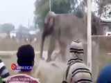 حمله فیل خشمگین به خانه‌های اهالی یک روستا