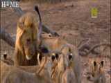 مستند حیوانات / حیات وحش آفریقا