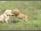 مستند حیات وحش : نبرد گله شیر ها با یک شیر سفید