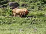 مستند حیات وحش: ده ها کفتار و شغال دور یک شیر