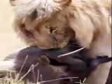 مستند حیات وحش : شکار  گوزن یال دار  توسط شیر