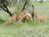حیات وحش، حمله تماشایی شیرهای ماده برای شکار گوزن