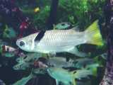 ماهی کفال دم‌مربعی آب شیرین: Ellochelon vaigiensis