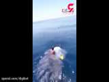 اقدام باورنکردنی یک مرد عربستانی برای سوار شدن بر پشت کوسه نهنگ
