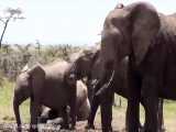 عجایب فیلهای وحشی حیات وحش افریقا