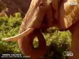 نبرد کرگدن و فیل | حیوانات وحشی | مستند
