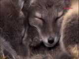 مستند فوق العاده جذاب شکار - ( روباه قطبی )   با کیفیت بلوری720p
