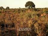سفرنامه ای به زامبیا کشوری در جنوب افریقا