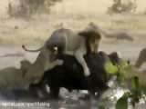 چنگ و جدال شیرهای افریقا و شکار و خوردن بوفالوی بزرگ در حیات وحش افریقا