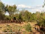 فیلم مستند شیرهای افریقایی و شکارهای عجیبشان در حیات وحش افریقا