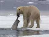کلیپی دیدنی از شکار خرس قطبی