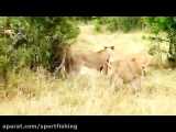 جنگ وحشتناک شیرهای افریقایی با همدیگر در حیات وحش افریقا