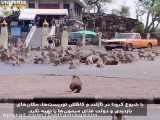 هجوم میمون های گرسنه در تایلند
