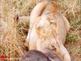 حیات وحش، حمله شیر و یوزپلنگ برای شکار گوزن یالدار