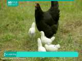 آموزش پرورش مرغ محلی | پرورش مرغ | پرورش مرغ تخمگذار (غلات مناسب جوجه ها)