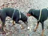 سگ دوبرمن و سگ روتوایلر