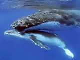 صدای نهنگ مادر و کودکش