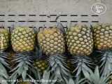 برداشت آناناس طلایی هاوایی در امریکای جنوبی